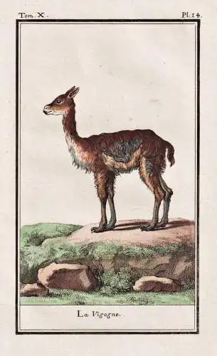 La vigogne - Vikunja vicugna vigogne / animal Tier