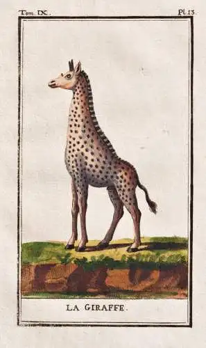 La Giraffe - Giraffe giraffe girafe / Africa Afrika