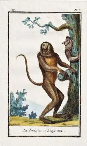 La Guenon a Long nez - Nasenaffe long-nosed monkey Nasique / Affe monkey Affen monkeys singe ape apes / Tiere