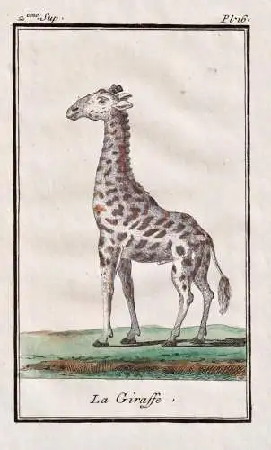 La Giraffe - Giraffe giraffe girafe / Africa Afrika