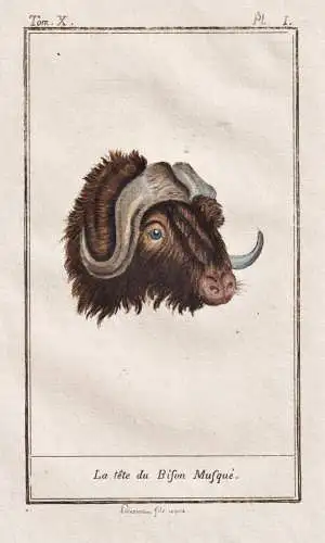 La tete du bison musque - Bison bison wisent Kopf head / Tier animal