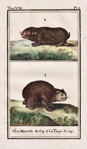 La marmotte du cap .. - Murmeltier marmotte groundhog Maulwurf mole taupe