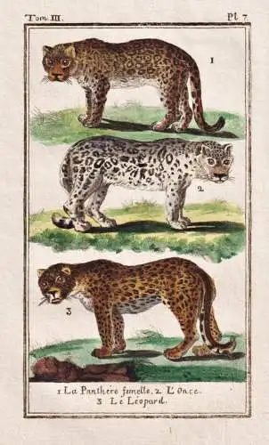La Panthere femelle .. - Leopard Raubkatze big cat Katze / Africa Afrika Asien Asia