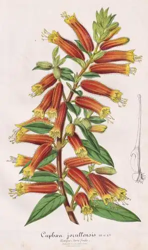 Cyphaea Jorullensis - Köcherblümchen Cuphea cupheas cigar plants / Mexico Mexiko / Pflanze plant / flower fl
