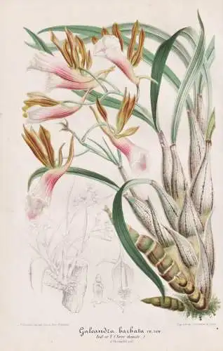 Galeandra Barbata - Orchidee orchid / Pflanze plant / flower flowers Blume Blumen / Botanik botany botanical