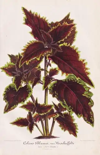 Coleus Blumei var. Verschaffelti - Java Buntnessel / Asia Asien Australien Australia / Pflanze plant / flower