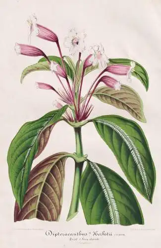 Dipteracanthus Herbstii - Ruellien Ruellia ruellias wild petunias / Brasil Brazil Brasilien / Pflanze plant /