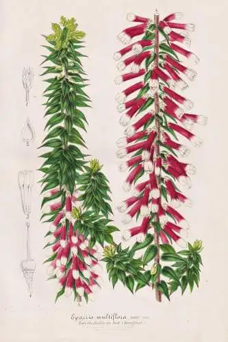 Epacris Multiflora - fuchsia heath Epacris longiflora / Australia Tasmania / Pflanze plant / flower flowers Bl