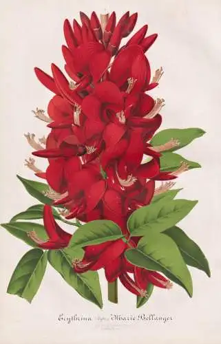 Erythrina Marie Bellanger - Korallenbäume Korallenbaum / Pflanze plant / flower flowers Blume Blumen / Botani