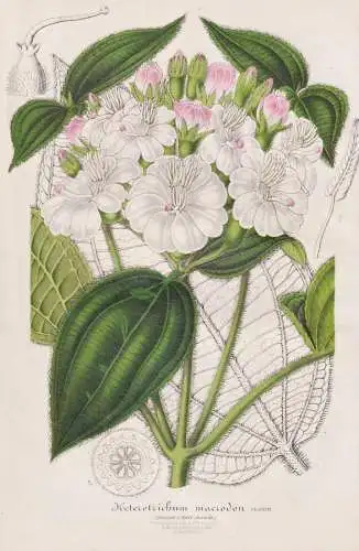 Heterotrichum Macrodon - Miconia macrodon johnnyberry / Pflanze plant / flower flowers Blume Blumen / Botanik