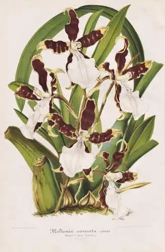 Miltonia cuneata - Orchidee orchid / Brasil Brazil Brasilien / Pflanze plant / flower flowers Blume Blumen / B