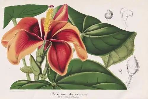Paritium elatum - Hibiskus / Karibik / Mahoe Baum Hibiscus Elatus Tilipariti Elatum / Cuba Kuba / Pflanze plan