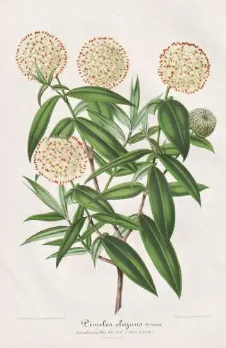 Pimelea elegans - Glanzsträucher Glanzstrauch Reisblume / Australia Australien / Pflanze plant / flower flowe