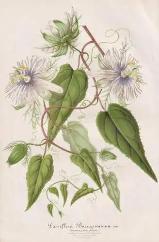 Passiflora Baraquiniana - Passionsblume passion flowers / Pflanze plant / flower flowers Blume Blumen / Botani