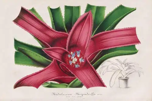 Nidularium Meyendorffii - Brasil Brazil Brasilien / Pflanze plant / flower flowers Blume Blumen / Botanik bota