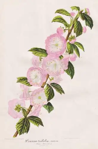 Prunus triloba - Mandelbäumchen flowering plum / China / Pflanze plant / flower flowers Blume Blumen / Botani