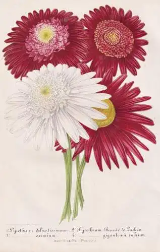 Pyrethrum delicatissimum - Wucherblume Tanacetum / Pflanze plant / flower flowers Blume Blumen / Botanik botan