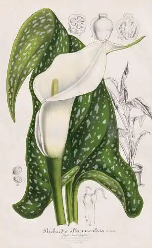 Richardia Albo-Maculata - Zantedeschia Calla-Lilien lily / Pflanze plant / flower flowers Blume Blumen / Botan