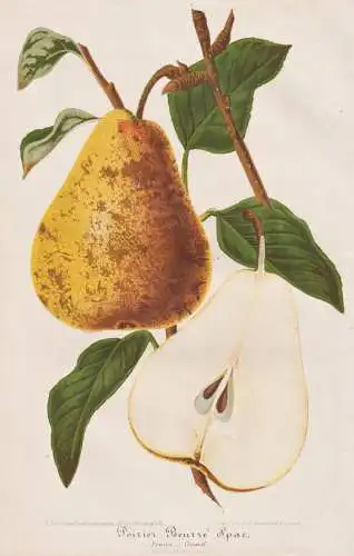 Poirier Beurré Spae. - pear Birne pears / Obst fruit / Pomologie pomology / Botanik botany botanical