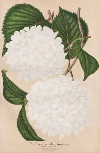 Viburnum Plicatum - Japan China Korea Taiwan / Schneeball / Pflanze plant / flower flowers Blume Blumen / Bota