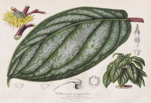 Witheringia Pogonandra - Witheringia / Südamerika South America / Mexico Mexiko Guatemala / Pflanze plant flo