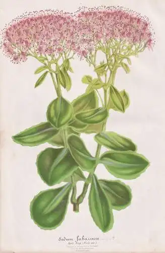 Sedum Fabarium - Große Fetthenne orpine Hylotelephium telephium / Pflanze plant / flower flowers Blume Blumen