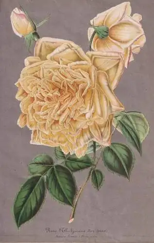 Rose (Thé) jaune d'or - yellow rose Rosen roses / flower flowers Blume Blumen / Botanik botany botanical