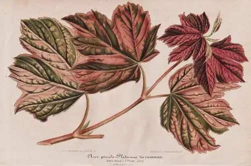 Acer-pseudo-Platanus - Berg-Ahorn sycamore tree / Botanik botany botanical