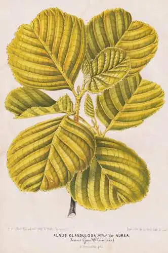 Alnus Glandulosa var. Aurea - Alder tree Erle / Central America / flowers Blume Blumen / Botanik Botanical Bot