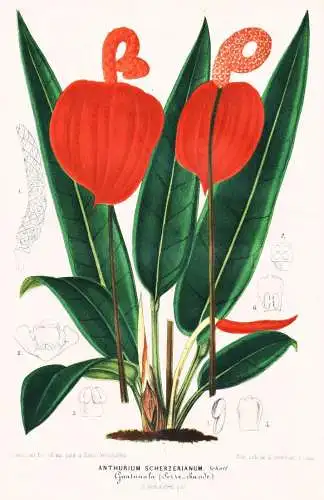 Anthurium Scherzerianum - Guatemala Costa Rica / flower flowers Blume Blumen / Botanik Botanical Botany