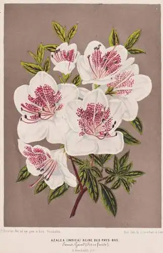 Azalea Indica Reine des Pays-Bas - Azalea azaleas Azalee / flowers Blume Blumen / Botanik Botanical Botany