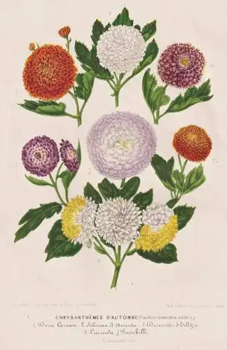 Chrysanthemes d'Automne - Chrysanthemen Chrysanthemes / flowers Blume Blumen / Botanik Botanical Botany