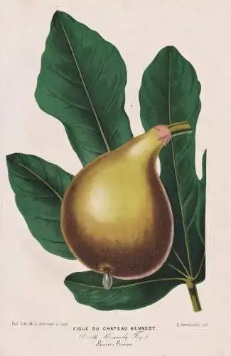 Figue du Chateau Kennedy - fig Feige figs Feigen / Obst Früchte fruit / Botanik Botanical Botany