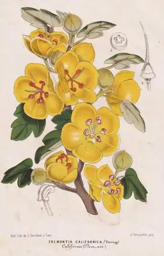 Fremontia Californica -  flannelbush / California  America / flowers Blume Blumen / Botanik Botanical Botany