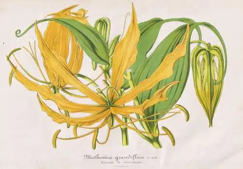 Methonica Grandiflora - Ruhmeskrone Gloriosa superba flame / lily Lilie / Pflanze plant / flower flowers Blume