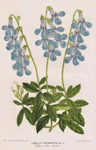 Lobelia Coronopifolia - South Africa / flower flowers Blume Blumen / Botanik Botanical Botany