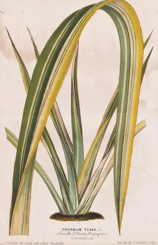 Phormium Tenax - flax  Neuseeländer Flachs / New Zealand / Botanik Botanical Botany