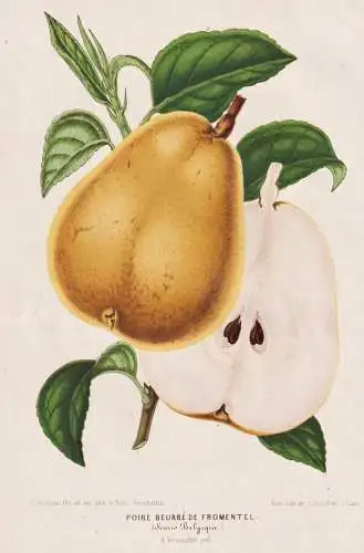 Poire Beuree de Fromentel - pear Birne pears Birnen / Obst Früchte fruit / Botanik Botanical Botany