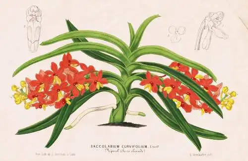 Saccolabium Curvifolium - Nepal Asia Asien / flowers Blume Blumen / Botanik Botanical Botany