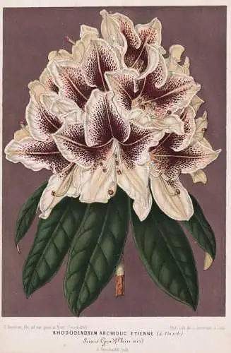 Rhododendrum Archiduc Etienne - Rhododendron Rhododendren / flowers Blume Blumen / Botanik Botanical Botany