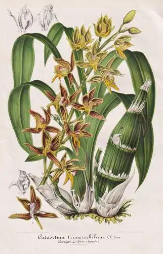 Catasetum Trimerochilum - Orchidee orchid / Pflanze plant / flower Blume flowers Blumen / Botanik botany Botan