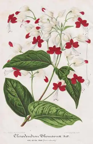 Clerodendron Thomsonae - Losbaum / Afrika Africa / Clerodendrum thomsoniae / Pflanze plant / flower flowers Bl