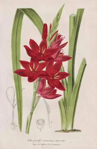 Schizostylis coccinea - river lily Roter Sumpfspaltgriffel / Africa Afrika / flower flowers Blume Blumen Botan