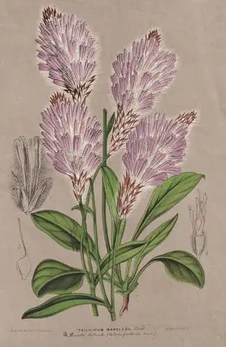 Trichinium Manglesii - pom poms Pom Pom / Australia Australien / flower flowers Blume Blumen / Botanik Botanic