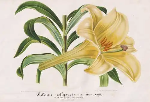 Lilium Neilgerricum - Lily Lilie / Pflanze plant / flower flowers Blume Blumen / Botanik botany botanical