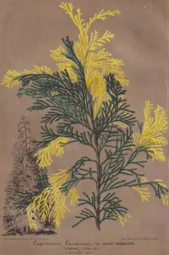 Cupressus Lawsonii -  Lawsons Scheinzypresse cypress Zypresse / Pflanze plant / flower Blume flowers Blumen /