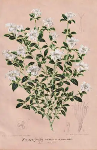 Serissa Foetida -  Junischnee / China Japan Asia Asien / Pflanze plant / flower Blume flowers Blumen / Botanik
