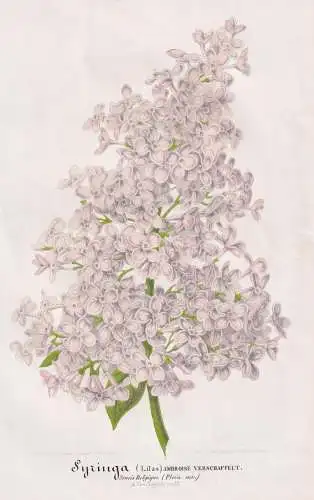 Syringa Lilas Ambroise Verschaffelt - Flieder Syringa lilac / Pflanze plant / flower flowers Blume Blumen / Bo
