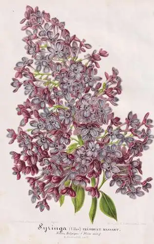Syringa Lilas President Massart - Flieder Syringa lilac / Pflanze plant / flower flowers Blume Blumen / Botani