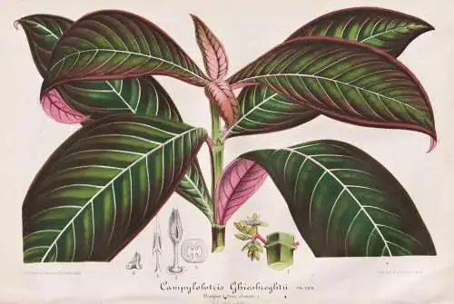 Campylobotris Ghiesbreghtii - Hoffmannia refulgens / Mexico Mexiko / South America Amerika  / Pflanze plant /